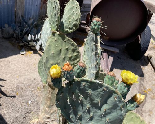 WhatsApp Image 2025-09-26 at 21.41.04 (4)