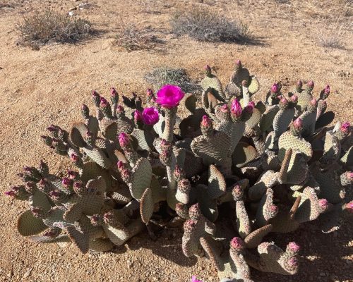 WhatsApp Image 2025-09-26 at 21.41.04